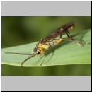 Tenthredopsis sordida - Blattwespe 03.jpg